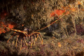 European lobster (Palinurus elephas) shot in Sesimbra using a Canon EOS 300D in Nimar housing, Sigma 50mm macro, Ikelite MV and Nikonos SB-105 strobes. These lobsters are getting increasingly more common with the establishment of a natural reserve. 